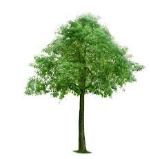 tree5